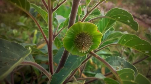 Close-up of plant