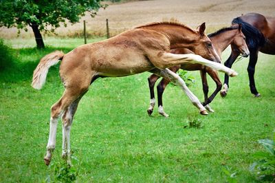 Horses on field