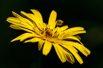 Close-up of yellow flower