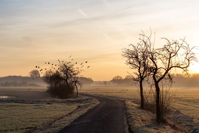 Road by bare trees on field against sky during sunset