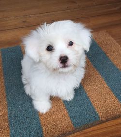 High angle portrait of white puppy