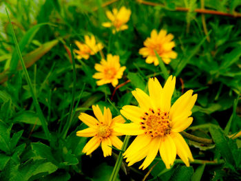 Close-up of yellow flower
