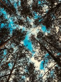 Low angle view of trees against sky