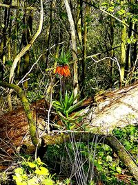 High angle view of flowering trees in forest