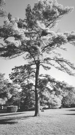 Tree by trees against sky