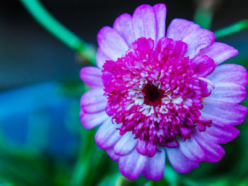 Close-up of flower