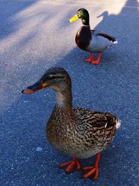 High angle view of duck