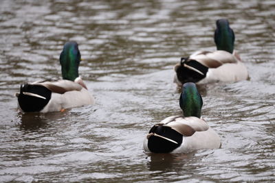 View of mallard ducks swimming on lake