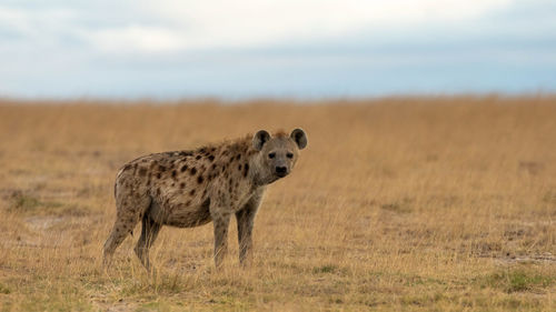 African black spotted hyena
