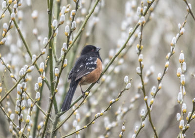 Close-up of bird perching on branch