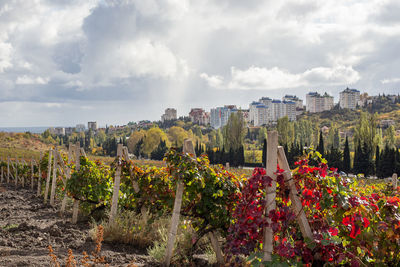 Panoramic shot of flowering plants by buildings against sky