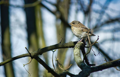 Close-up of bird perching on branch