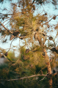 Close-up of wilted flower tree on field