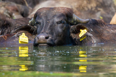 Elephant drinking water in a lake