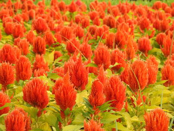 Close-up of red flowering plants