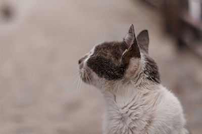 Close-up of a cat looking away