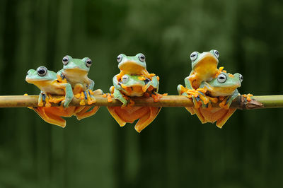 Close-up of birds perching