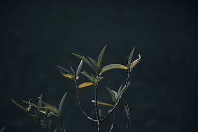 Close-up of plant against gray background