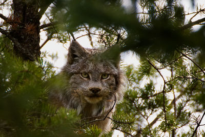 Portrait of cat on tree