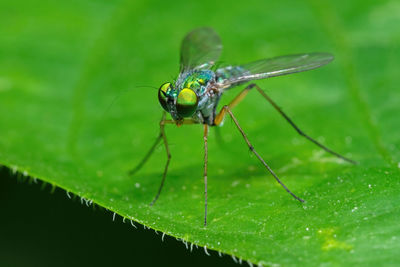 Close-up of insect on leaf