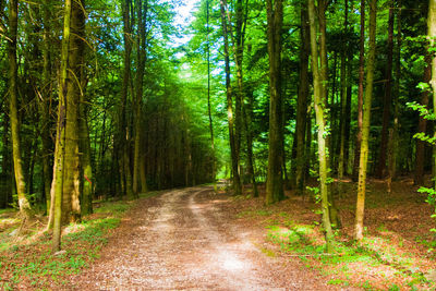 Road amidst trees in forest