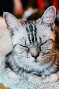 Close-up portrait of cat