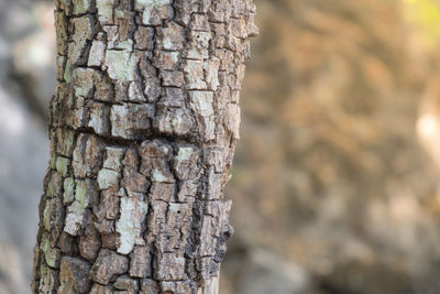 Close-up of tree trunk