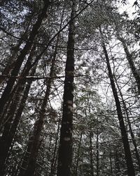 Low angle view of bamboo trees in forest