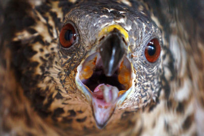 Close-up portrait of owl