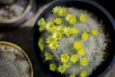 High angle view of yellow flowering plant