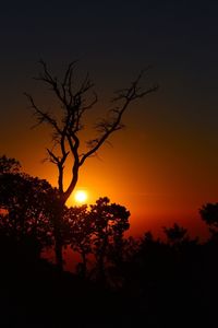 Silhouette of trees at sunset