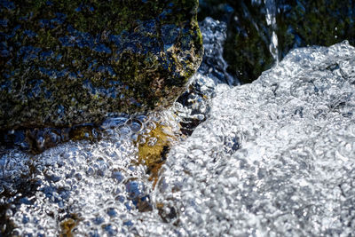 Close-up of turtle in water