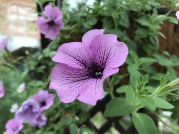 Close-up of purple flowering plant
