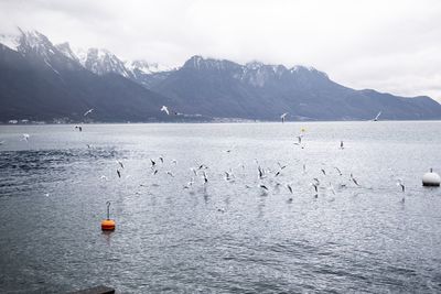 View of seagulls on sea