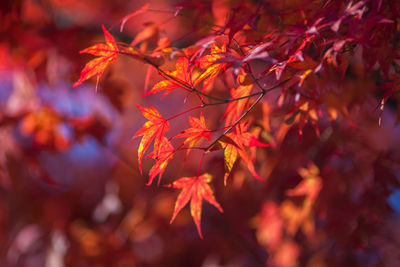 Close-up of maple leaves on tree during autumn