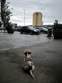 Dog on road in city