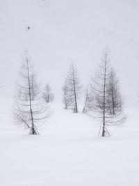 Bare trees on snow covered land