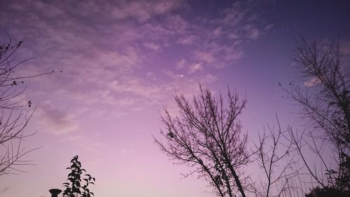 Low angle view of bare tree against sky