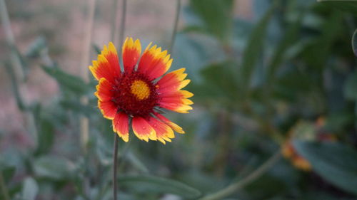 Close-up of orange flower against blurred background