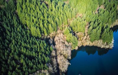 Pine trees in forest against sky