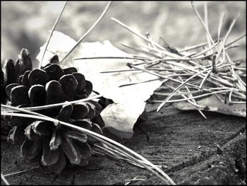 Close up of leaves