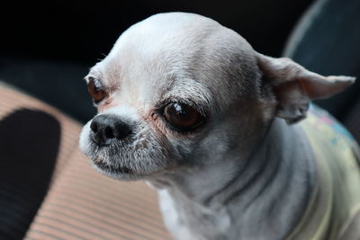 Close-up of a dog looking away