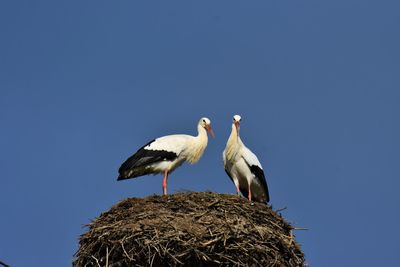 Storks perching on nest against clear blue sky