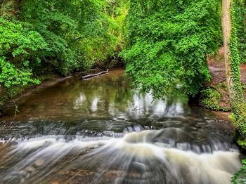 Scenic view of waterfall in forest