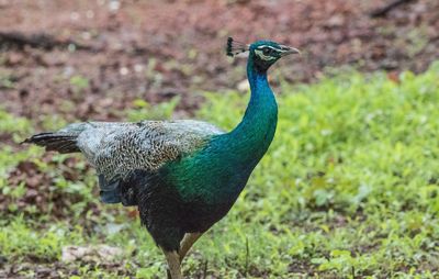 Close-up of peacock