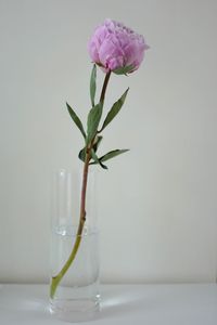 Close-up of flowers in vase