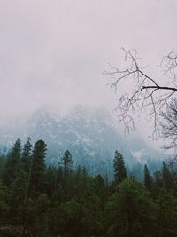 Scenic view of trees and mountains against sky