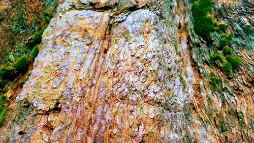 Full frame shot of tree trunk