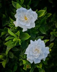 Close-up of white rose