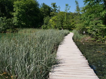 Footpath amidst trees in forest